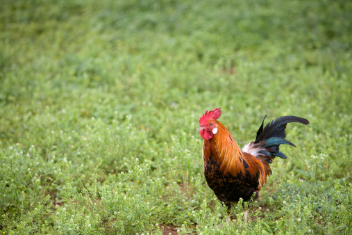 Rural setting. Colorful Free Range Rooster walking among  wild green unpolluted foliage.  Lots of copy space. Selective Focus on foreground. 