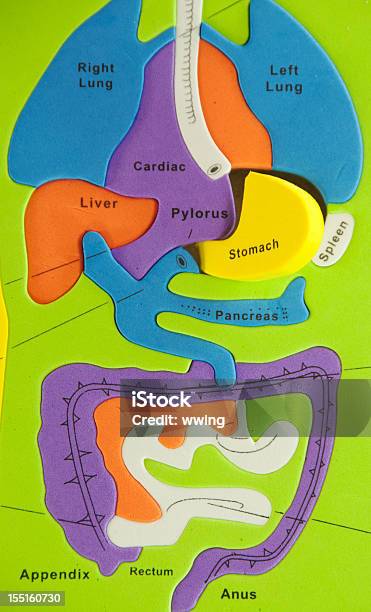 腹部の問題 - カラフルのストックフォトや画像を多数ご用意 - カラフル, カラー画像, チャート図