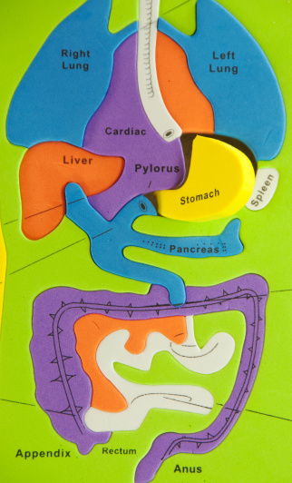 3D Illustration Concept of Central Organ of Human Nervous System Brain Lobes Anatomy