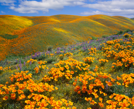 Golden poppies on a field next to hills in California