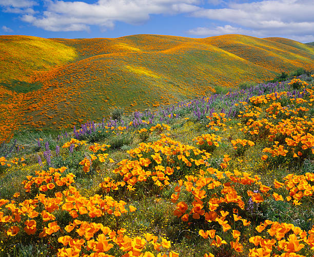 Golden poppies on a field next to hills in California California Golden Poppies cover the hills of Antelope Valley,California field flower stock pictures, royalty-free photos & images