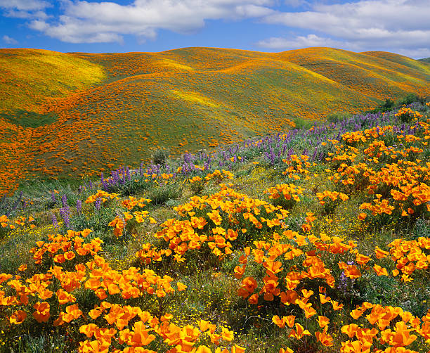 califórnia golden papaveráceas - poppy field imagens e fotografias de stock