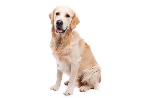 Golden retriever dog isolated on white background