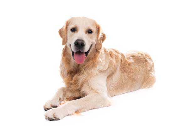 Golden retriever dog lying