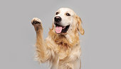 Golden retriever dog doing trick
