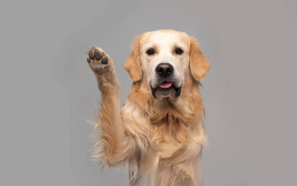 istock Golden retriever dog doing trick 1551607934