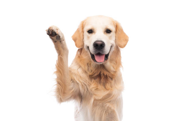 istock Golden retriever dog giving paw 1551607937