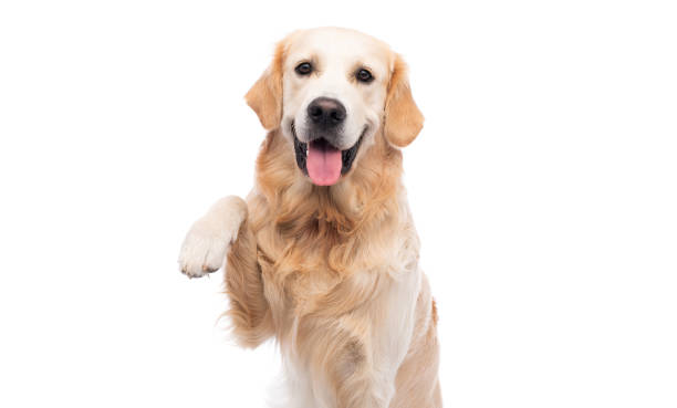 istock Golden retriever dog giving paw 1551607938