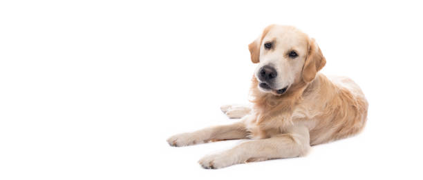 istock Golden retriever dog resting 1551607941