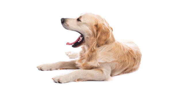 istock Yawning golden retriever dog 1551607943