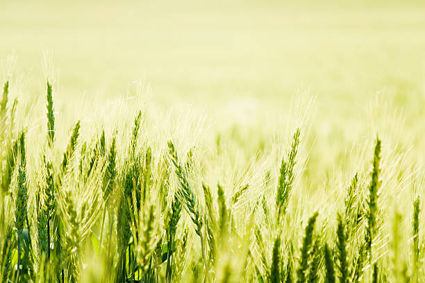 istock Green Wheat in Golden Sunlight 155160795