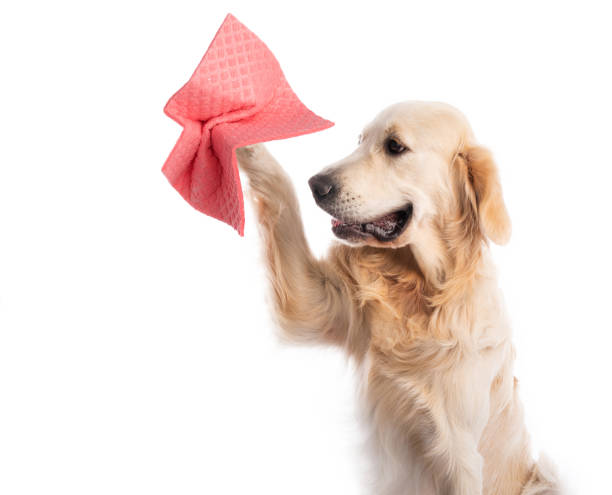 istock Golden retriever dog holding cleaning cloth 1551607975