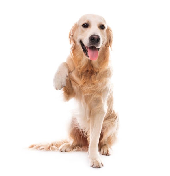 istock Golden retriever dog giving paw 1551608029