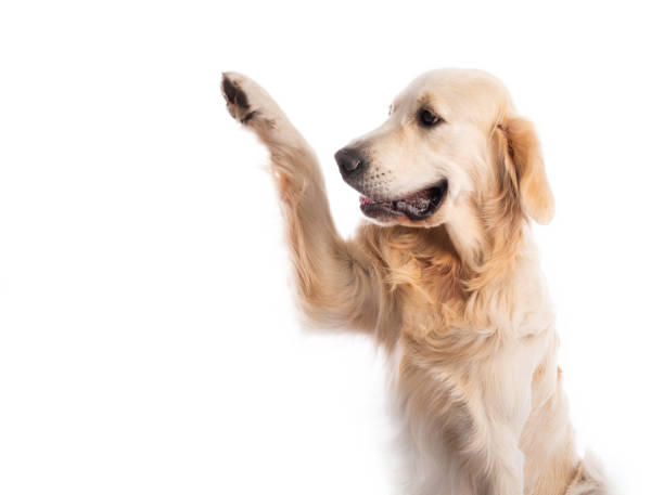 istock Golden retriever dog giving paw sideways 1551608436