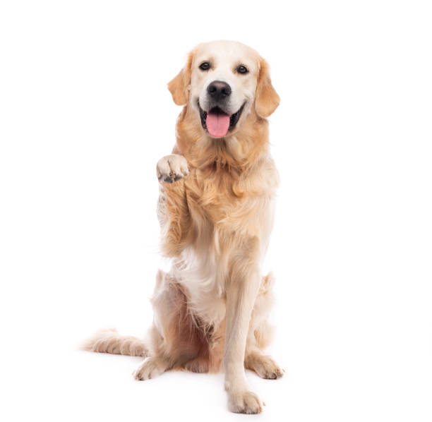 istock Golden retriever dog giving paw 1551608448