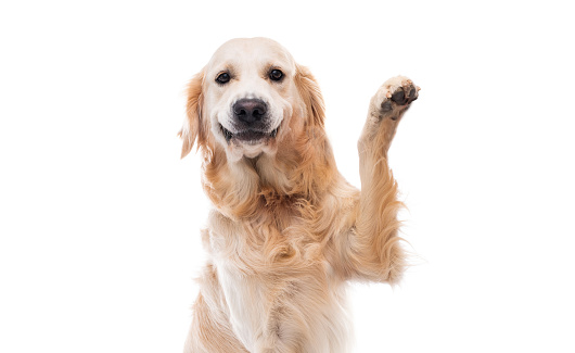 Golden retriever dog giving paw isolated on white background
