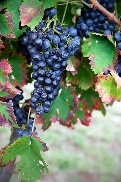 Late-picking muscat grapes on the vine. Rutherglen, Victoria, Australia