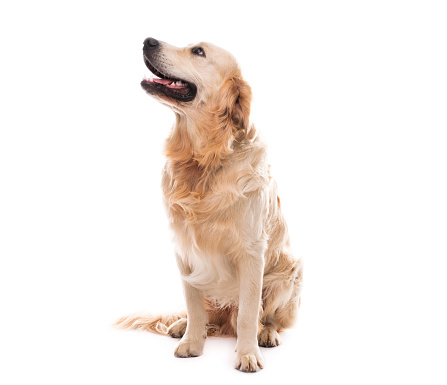 Golden retriever dog looking up to side