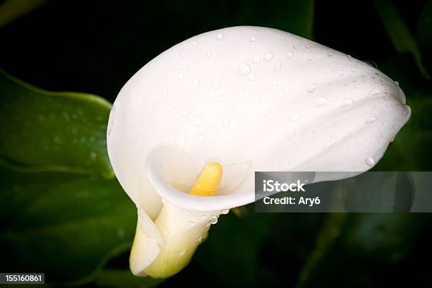 Raindroop Di Calla - Fotografie stock e altre immagini di Calla - Aro - Calla - Aro, Bianco, Ambientazione esterna