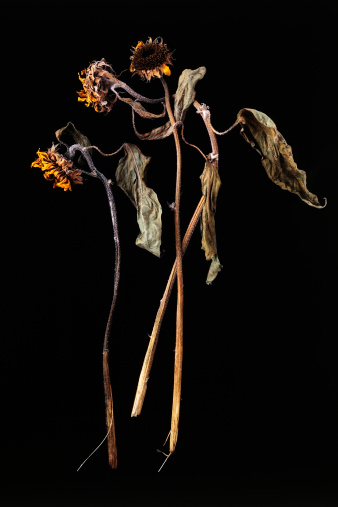 Dead sunflower isolated on black background.