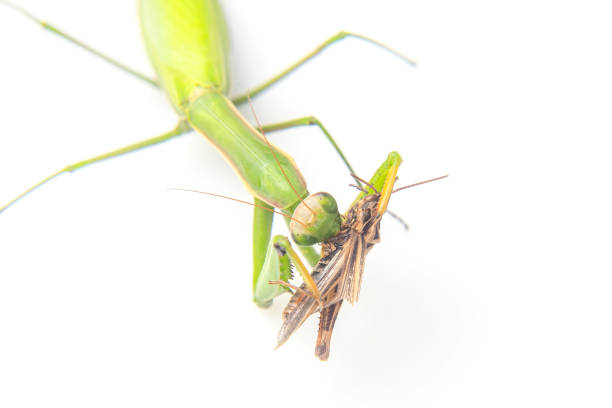 istock praying mantis eats a grasshopper close-up on a white background. Hunting in the world of insects. Prey for eating insects 1551612139
