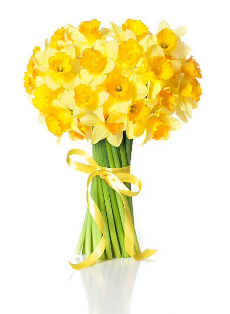 jonquilles de pâques - daffodil bouquet isolated on white petal photos et images de collection