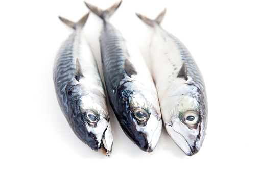 Three mackerels isolated on white