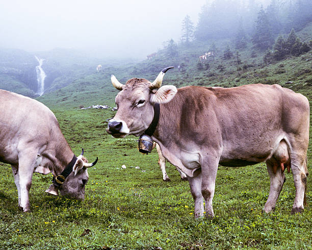 Brown Swiss Cows in a Foggy Meadow These Brown Swiss cows are grazing in a foggy meadow at Alpiglen near Grindelwald, Bern, Switzerland. jeff goulden switzerland stock pictures, royalty-free photos & images