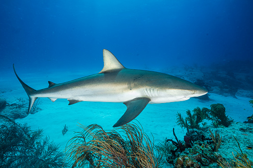 The Caribbean reef shark most frequently encountered by divers at Bahama Tiger Beach