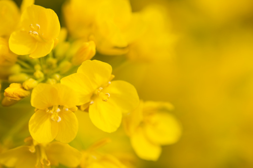 Blooming Rapeseed flowers isolated on black background. Flowering bright yellow Canola.