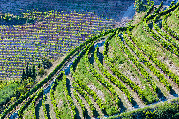 valpolicella viñedos desde arriba, italia - verona italy veneto europe day fotografías e imágenes de stock