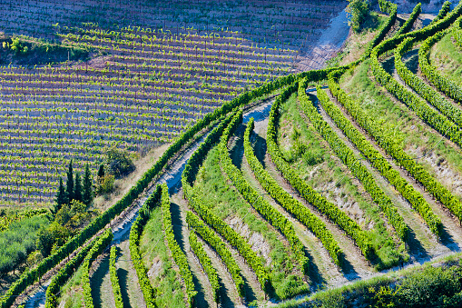 Aerial view of Valpolicella Vineyards in Italy