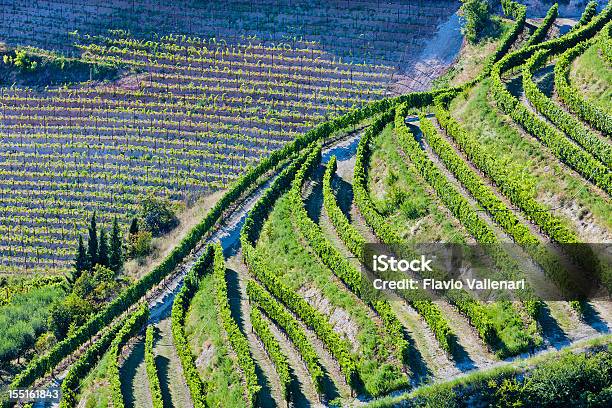 Aerial View Of Valpolicella Vineyards In Italy Stock Photo - Download Image Now - Terraced Field, Vineyard, Veneto