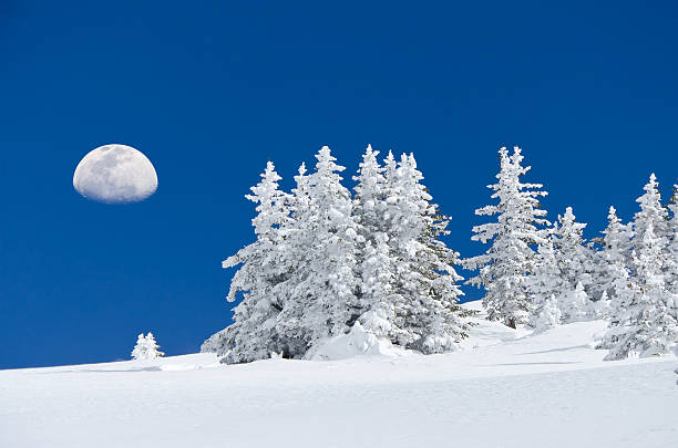 Snowy Frosted Trees Winter Landscape and Moon.  Trees caked with fresh snow high on mountain ridge in alpine zone.  Blowing snow on ridge makes for dramatic scenic scene.  Captured as a 14-bit Raw file. Edited in ProPhoto RGB color space.
