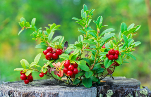 Lingonberries (Vaccinium vitis-idaea) on top of tree stump.