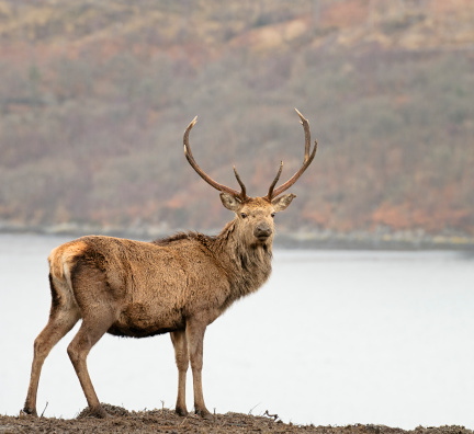 A Scottish Red Deer stag standing alert, looking directly at the camera in front of a sea loch on the West Coast in the Highlands of Scotland.