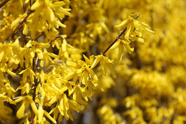 istock blooming yellow forsythia 155162075