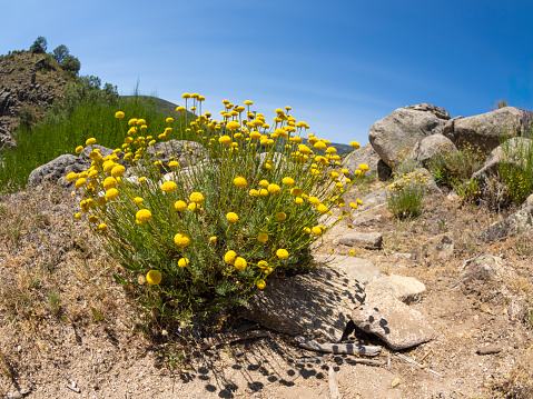 Growing yellow dandelion flower sprout in rocks
