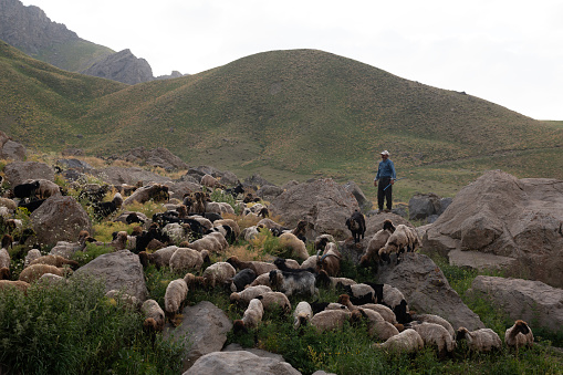 A shepherd herding his sheep at the foot of Mount Cilo in Hakkari