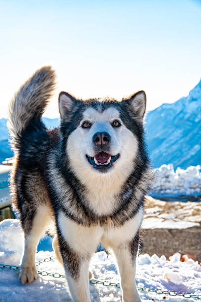 istock Alaskan malamute close-up of the head 1551648486