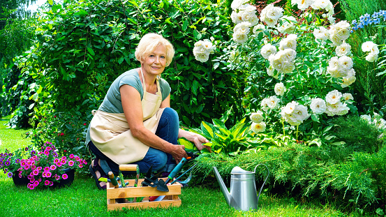 Landscape designer at work. A senior lady is working in the garden with garden tools. A smiling elderly woman gardener is caring for flowers and plants in a mixed border. Hobby in retirement.