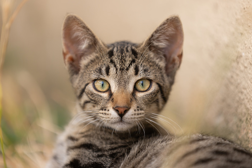 Tabby stray kitten is looking at the camera.