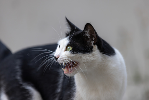 Stray cat on the street.