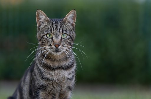 Monochrome portrait of tabby cat