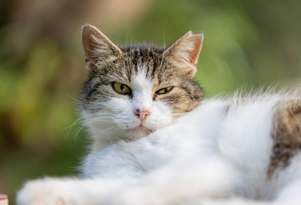istock Stray cat is Lying on the street. 1551654820