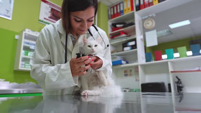Young female veterinarian clipping nails of a white cat at the office