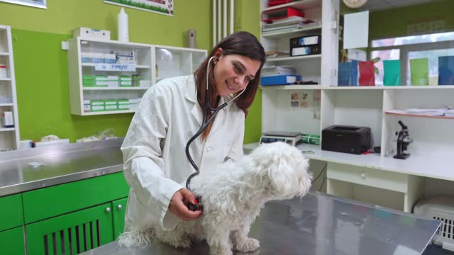 Young female veterinarian examining a dog at the office