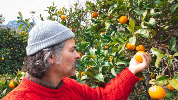 istock Mature man wearing a red sweater and beanie harvesting oranges from a tree 1551682138