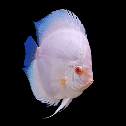 The Moorish idol, Zanclus cornutus, is a small marine fish species, of the family Zanclidae. Indo-Pacific and Gulf of California.