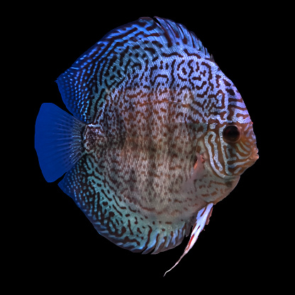 discus fish muticolor color isolated picture